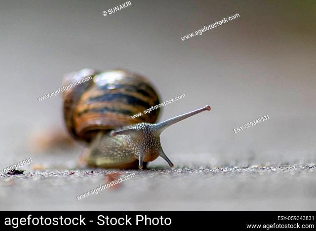 Big striped grapevine snail with a big shell in close-up and macro view shows interesting details of feelers, eyes, helix shell