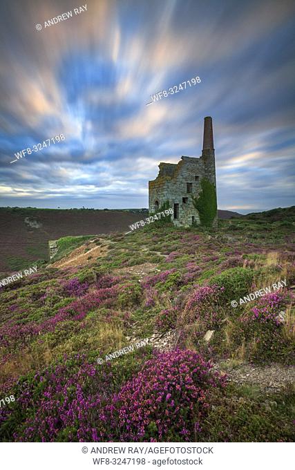 Tywarnhayle Engine House near Porthtowan in Cornwall, captured shortly before sunset in late July, when the heather was in bloom