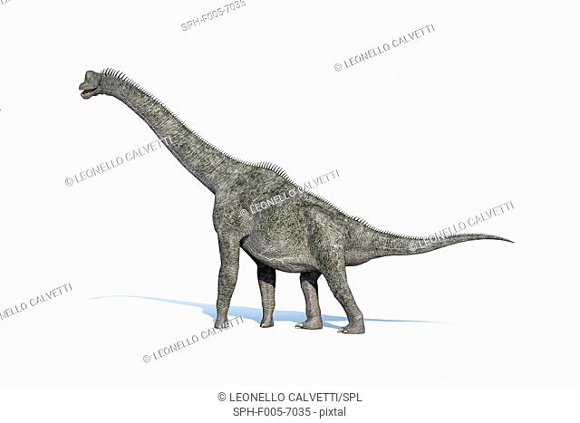 Brachiosaurus dinosaur, computer artwork. This is the tallest known dinosaur, standing up to 16 metres tall. It lived during the late Jurassic period