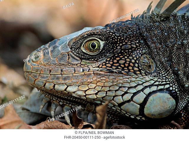 Green Iguana (Iguana iguana) adult, close-up of head, Darien, Panama, April
