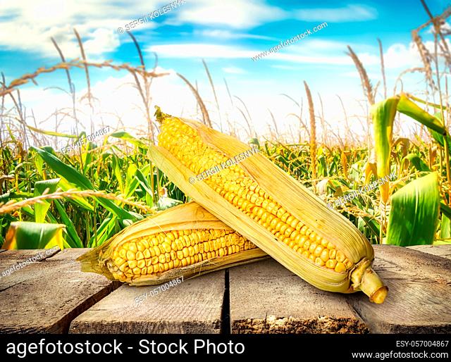 Fresh corn on a wooden table, a crop of vegetables