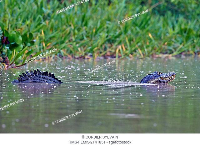 Brazil, Mato Grosso, Pantanal region, Yacare caiman (Caiman yacare), marking his territory by making sounds and lifting water bubbles