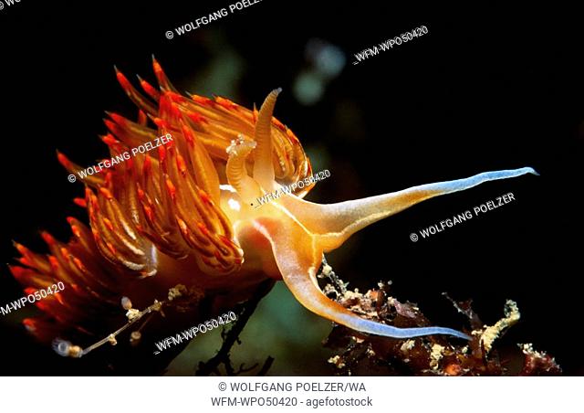 orange sea slug, Godiva banyulensis Dondice banyulensis, Costa Brava Mediterranean Sea, Spain