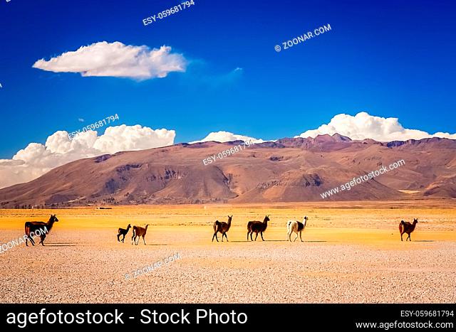 Herd of llamas slowly walking on the dry land plain in the Altiplano mountains in summer, Andes, Bolivia