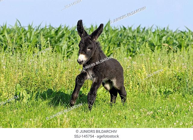 Poitou donkey foal - running on meadow