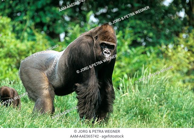 Western Gorilla (G. g. gorilla), male