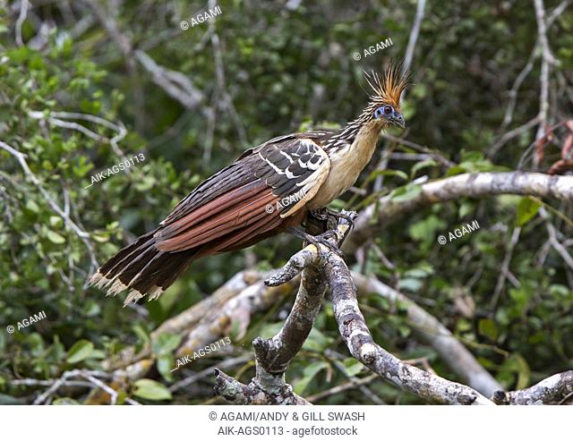 Hoatzin (Opisthocomus hoazin) perched on a branch over a river in Amazonian Brazil