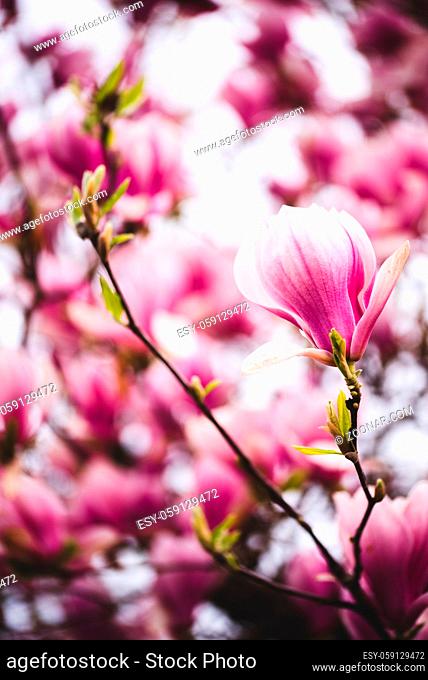 Pink flowers magnolia on a tree branches. Background