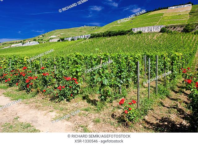 grand cru vineyard, L'Hermitage, Rhone-Alpes, France