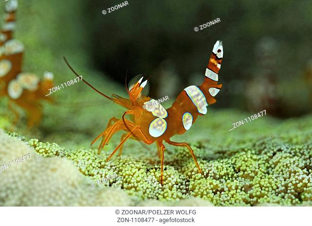 Thor amboinensis, Hohlkreuzgarnele, squat anemone shrimp, Pemuteran, Bali, Indonesien, Asien, Indopazifik, Indonesia, Indo-Pacific Ocean, Asia