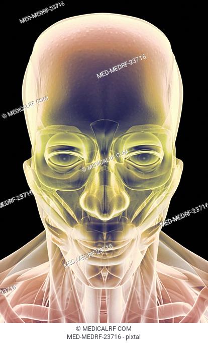 The muscles of the head and face