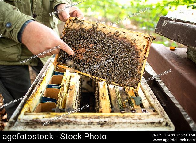 28 September 2021, Lower Saxony, Kirchlinteln: Beekeepers control the bee colonies in honeycombs located near the flowering area
