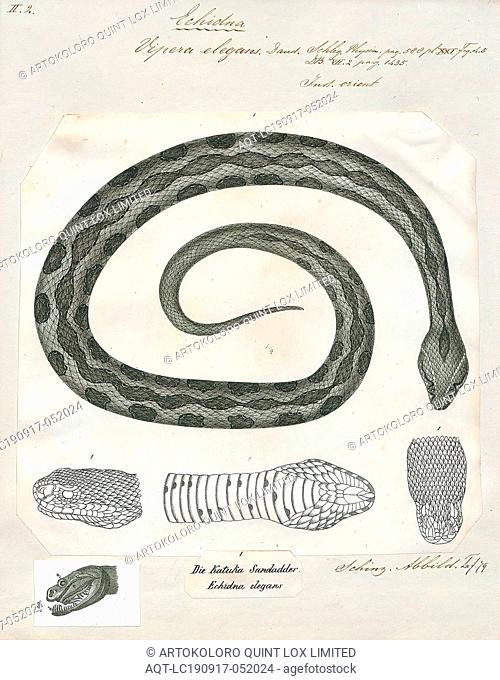Vipera elegans, Print, Russell's viper (Daboia russelii) is a species of venomous snake in the family Viperidae of venomous Old World vipers