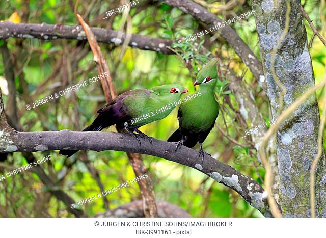 Guinea Turacos (Tauraco persa), adult on tree, native to Africa, captive