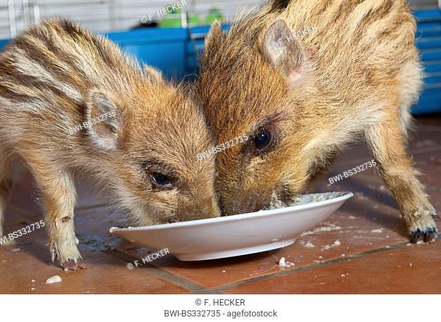 wild boar, pig, wild boar (Sus scrofa), two gentle young animals feeding in milk softened zwiebacks from a plate , Germany
