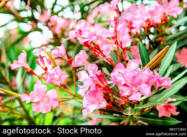 Pink flowers of an oleander with leaves in the summer evening in the mountain
