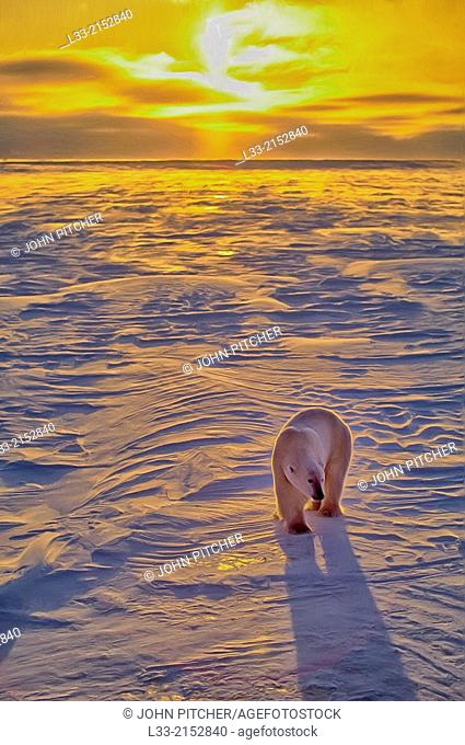 Polar bear at sunset on Arctic tundra