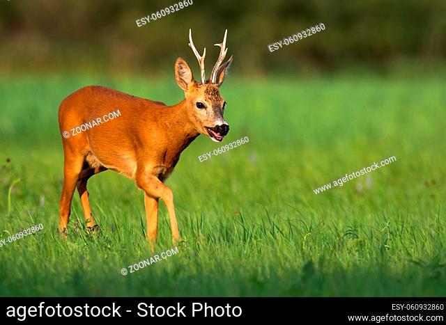 Tired roe deer, capreolus capreolus, buck breathing heavily with open mouth on a hot summer day in nature. Animal wildlife on hay field with green grass...
