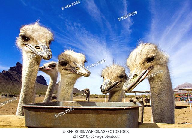 Ostrichs eating, Rooster Cogburn Ostrich Ranch, Picacho Peak Mountain, Arizona, USA, (Struthio camelus)