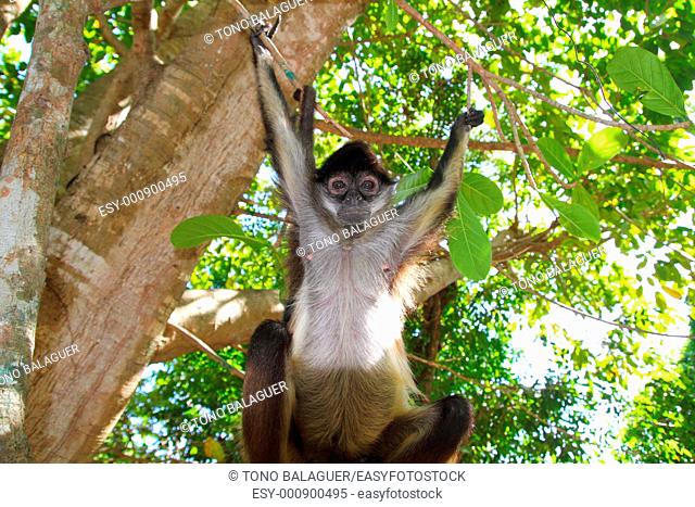 Ateles geoffroyi vellerosus Spider Monkey Central America Jungle