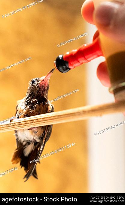 30 September 2020, Lower Saxony, Walsrode: Lisa Renken feeding a 29 day old hummingbird in Weltvogelpark Walsrode. Raising hummingbirds in human care requires a...