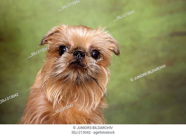 Brussels Griffon. Portrait of adult bitch. Studio picture against a green background. Germany