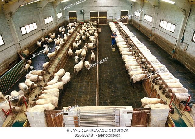 Artificial insemination of sheep (Latxa breed). Legazpi. Guipúzcoa. Spain