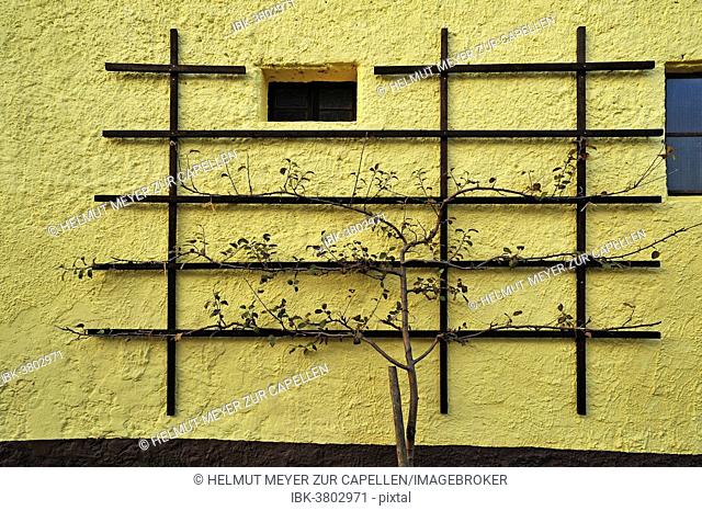 Pear, espalier fruit on a barn wall, Hoefles, Upper Franconia, Bavaria, Germany