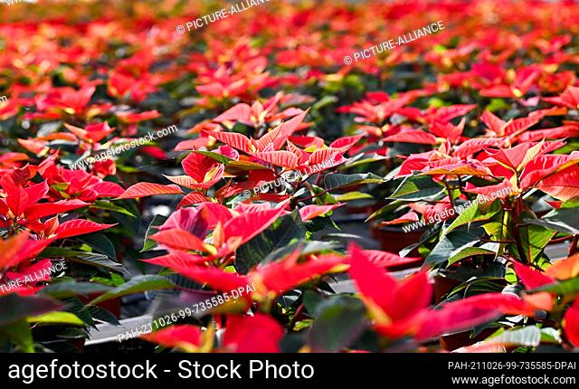 25 October 2021, Brandenburg, Michendorf: Numerous poinsettia plants are growing in a greenhouse at Rosengut Langerwisch