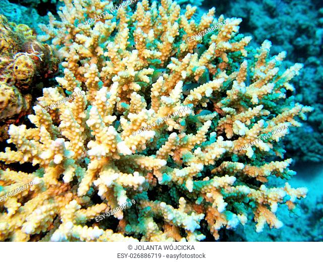 coral reef with hard acropora coral in tropical sea, underwater