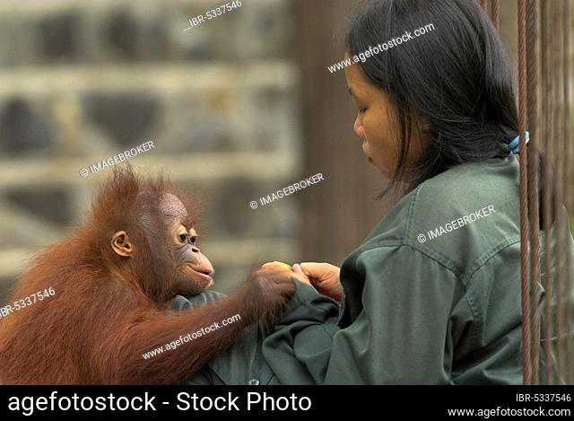 Animal keeper with Bornean orangutan young, orphan orangutan rehabilitation centre, Samboja-Lestari, Borneo (Pongo pygmaeus pygmaeus), Indonesia, Asia