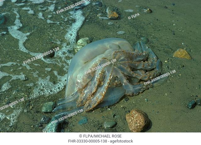 Compass Jellyfish Chrysaora hysocella Washed up on sandy beach FL006633 S