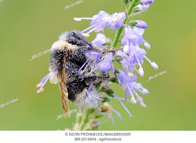 Bumble bee (Bombus), Dessau, Saxony-Anhalt, Germany, Europe