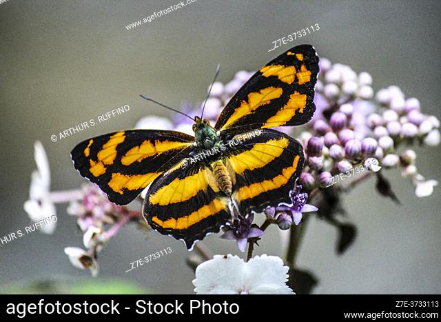 Telephoto of common jester butterfly (Symbrenthia lilaea). Dorsal view. China