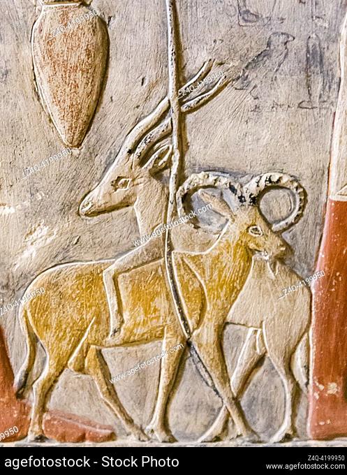 Egypt, Saqqara, tomb of Mehu, detail of offering bringers procession : Ram and addax