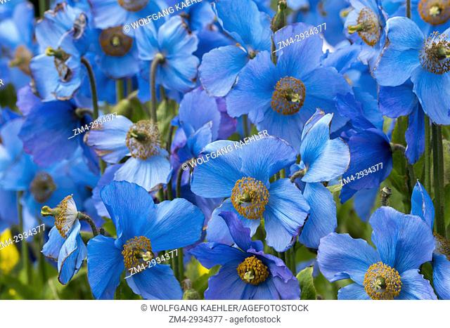 -30 seeds Meconopsis betonicifolia Himalayan Blue Poppy 