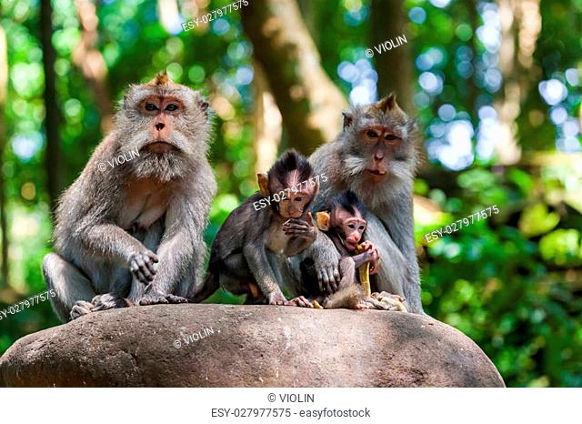 Monkey in forest park in Ubud - Bali Indonesia - animal background