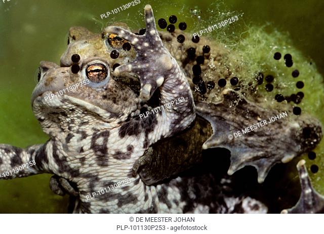 Couple of Common toads / European toads Bufo bufo mating and string of toadspawn, Belgium