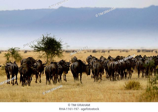 Herd of migrating Blue Wildebeest, Grumeti, Tanzania