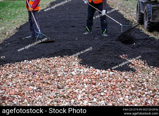 19 December 2023, Saxony-Anhalt, Bad Dürrenberg: Workers cover flower bulbs with soil on the grounds of the State Garden Show