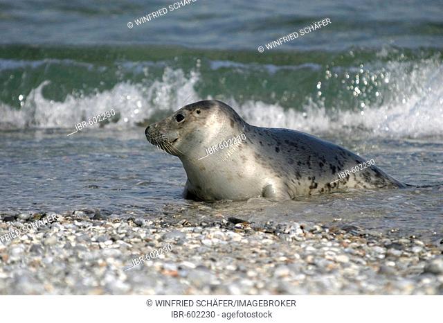 Common Seal or Harbour Seal (Phoca vitulina) in the water near the beach, Heligoland, Germany, Europe