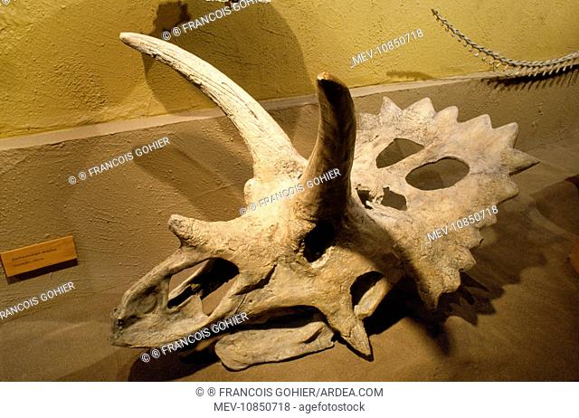 Anchiceratops ornatus Dinosaur Fossil - late cretaceous. Royal Tyrrell Museum Alberta Canada