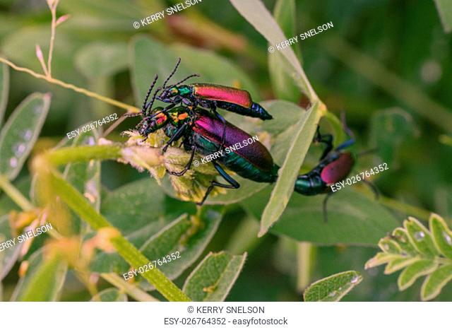 Macro of three mating blister beetles. Focus on first two, third in background bokeh