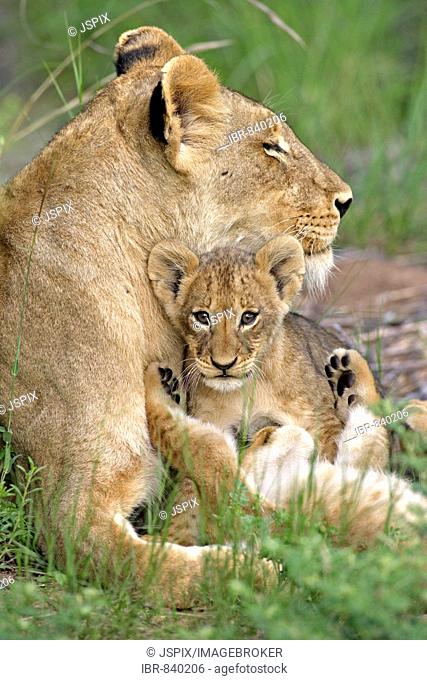 Lion (Panther leo), lioness and cub, social interaction, Sabi Sand Game Reserve, South Africa