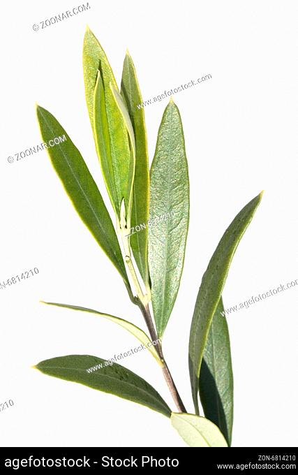 Olivenbaumblaetter, Olea Europaea