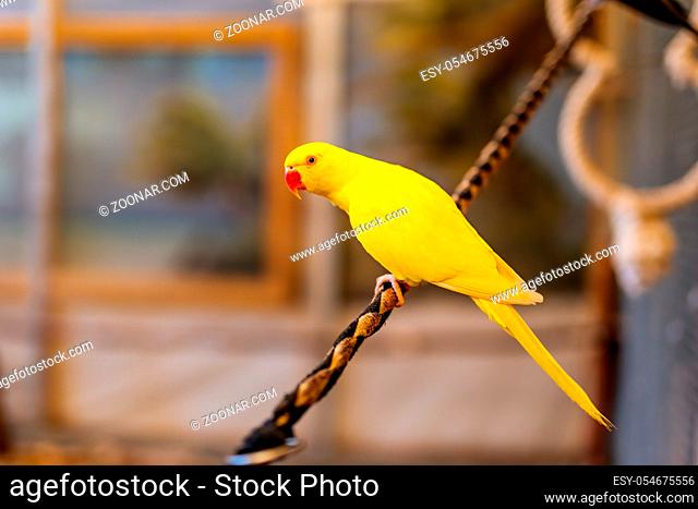 Yellow Lutino Indian Ringneck Parakeet sitting on a rope. Psittacula Krameri from Psittaculidae family