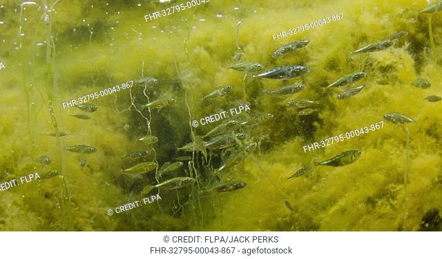 Three-spined Stickleback (Gasterosteus aculeatus) marine form, shoal, swimming in rockpool, Yell, Shetland Islands, Scotland, July