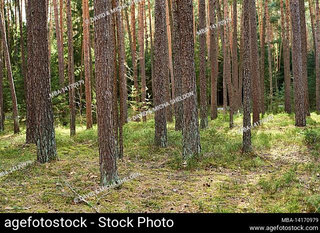 pine forest (pinus sylvestris) with fresh blueberry bushes (vaccinium myrtillus), bavaria, germany