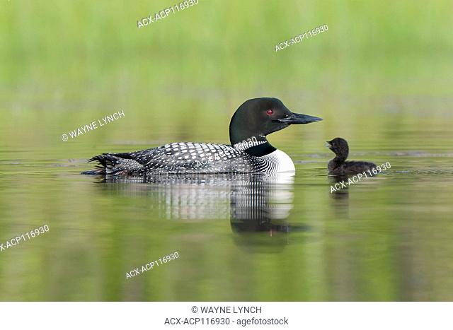 Adult common loon (Gavia immer) and chick(s), central Alberta, Canada
