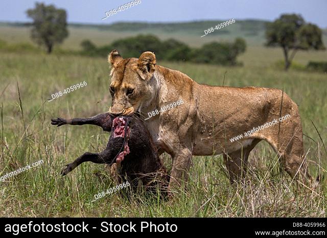 Africa, East Africa, Kenya, Masai Mara National Reserve, National Park, Lioness (Panthera leo), in the savanna, attack of a young waterhog